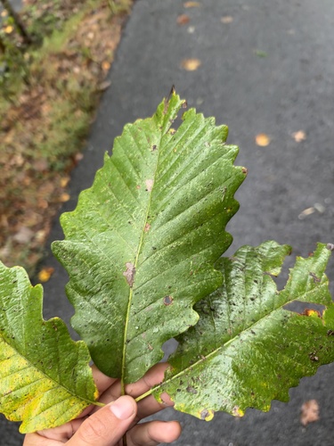 chestnut oak