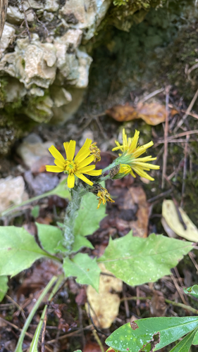 Hieracium racemosum