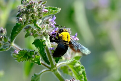 Yellow-sided Carpenter