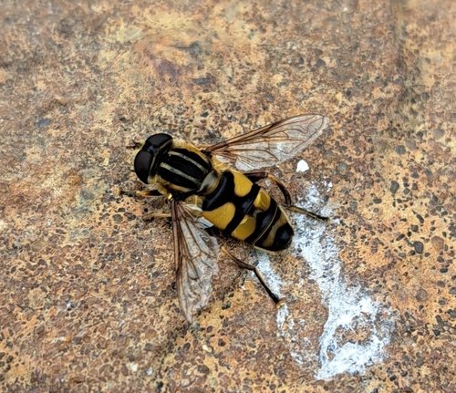 Narrow-headed Marsh Fly