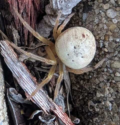 Lattice Orbweaver