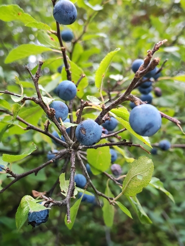 Blackthorn
