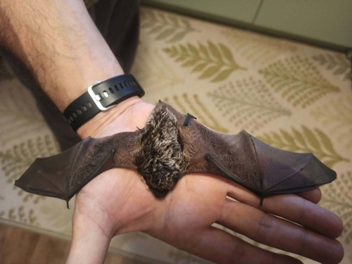 Particoloured Bat