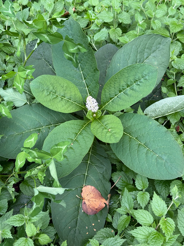 Indian Pokeweed