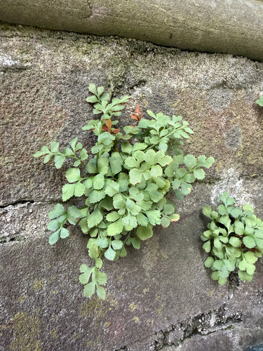 wall-rue