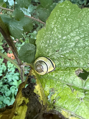 Brown-lipped Snail