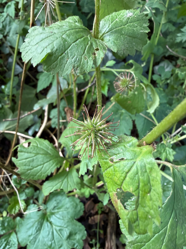 Wood Avens