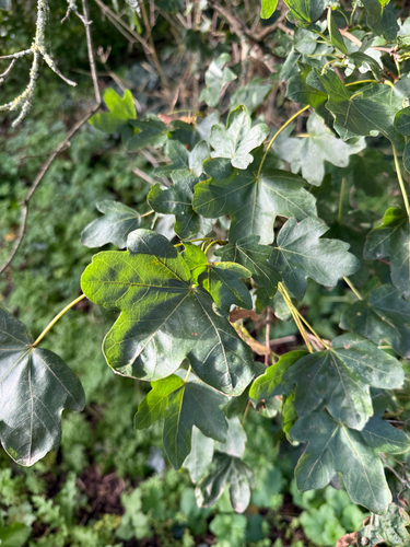 field maple