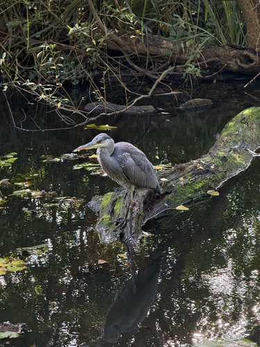 Grey Heron