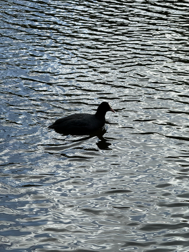 Eurasian Coot