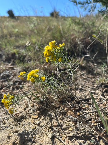Threadleaf Glowwort