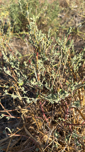 Mealy Goosefoot