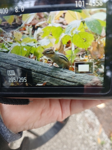 Eastern Chipmunk
