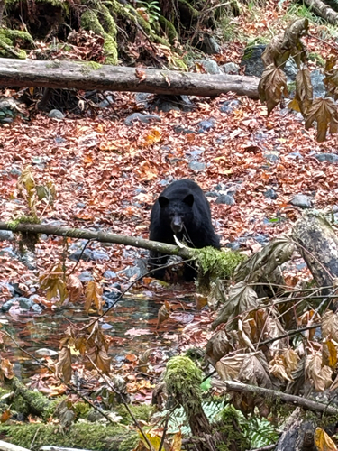 Black Bear sighting near Sooke Rd