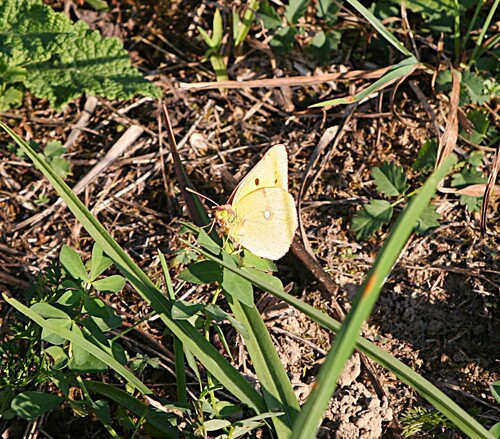 Clouded Yellow