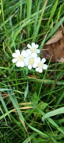 Sneezewort