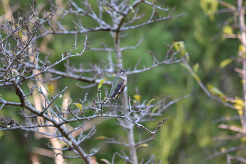 Ruby-throated Hummingbird observed by timgonline