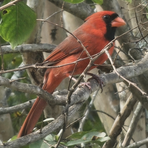Northern Cardinal