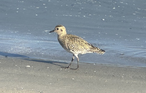 European Golden-Plover
