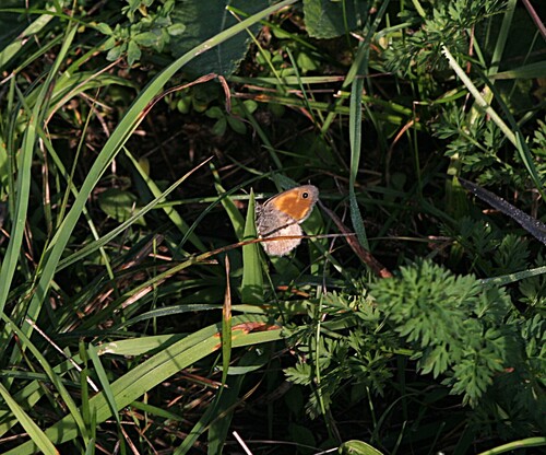 Small Heath