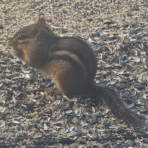 Eastern Chipmunk