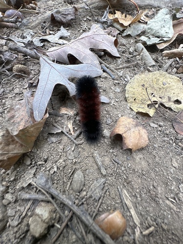 Isabella Tiger Moth
