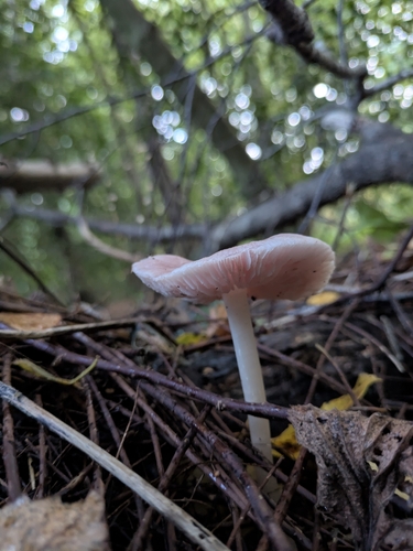 Rosy Bonnet
