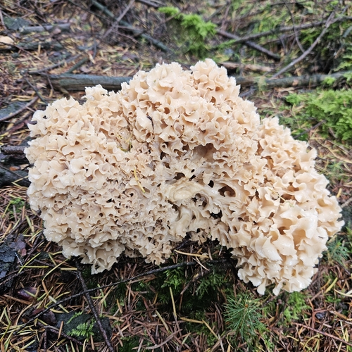 Cauliflower Fungus