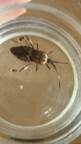 Western Conifer Seed Bug