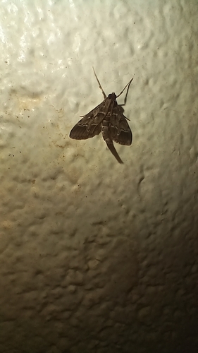 European Pepper Moth