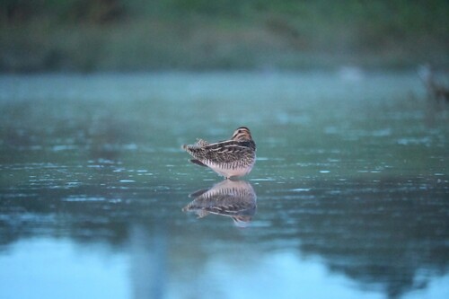 Common Snipe