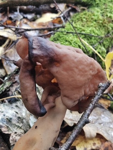 Saddle-shaped False Morel