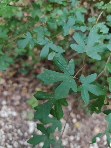 field maple