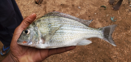 Tylochromis polylepis · iNaturalist United Kingdom