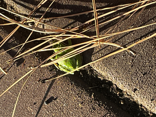 Pacific chorus frog