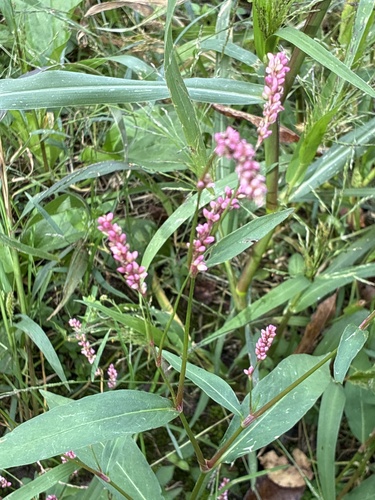 low smartweed