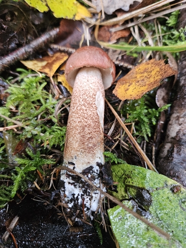 Red-capped Scaber Stalk