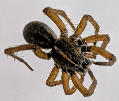 Wetland Giant Wolf Spider