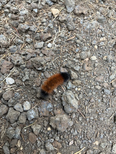 Isabella Tiger Moth