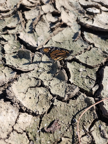 Monarch