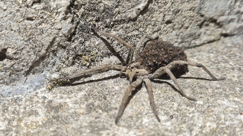 Radiated Wolf Spider