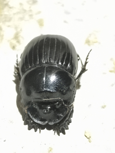 Copris lunaris