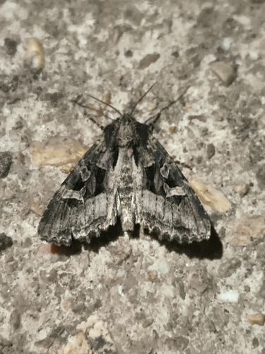 Trigonophora jodea