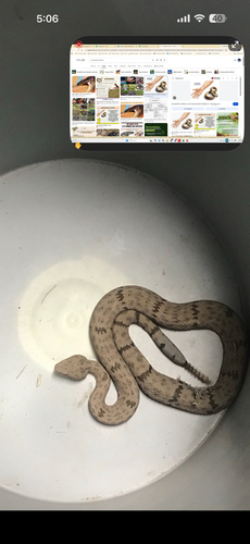 Mottled Rock Rattlesnake