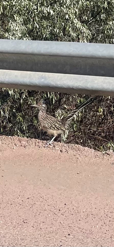 Greater Roadrunner