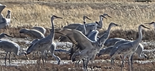 Sandhill Crane