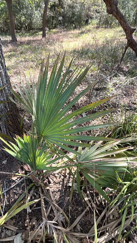 Dwarf Palmetto