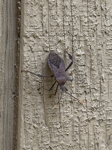 Acanthocephala terminalis