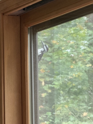 Hairy Woodpecker observed by makenzie_moore