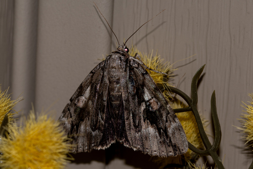 Mourning Underwing